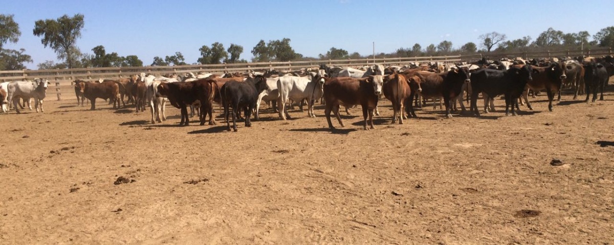 Paraguay cattle raising opportunity - cattle in field 1