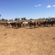 Paraguay cattle raising opportunity - cattle in field 1