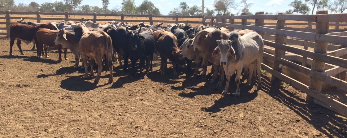 Paraguay cattle raising opportunity - cattle in field 2