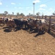 Paraguay cattle raising opportunity - cattle in field 2