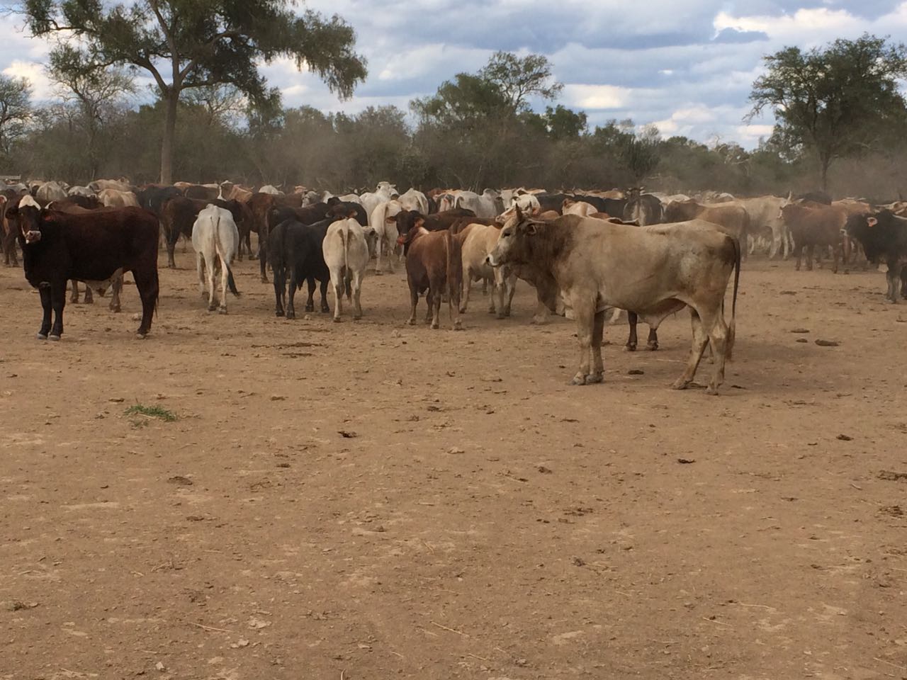 Paraguay cattle raising opportunity - cattle in field 3