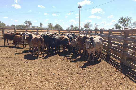 cattle buying in Paraguay