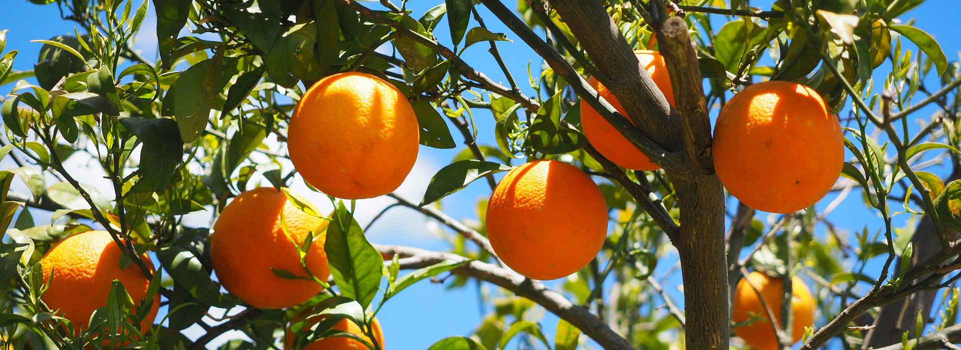Orange plantation investment opportunity