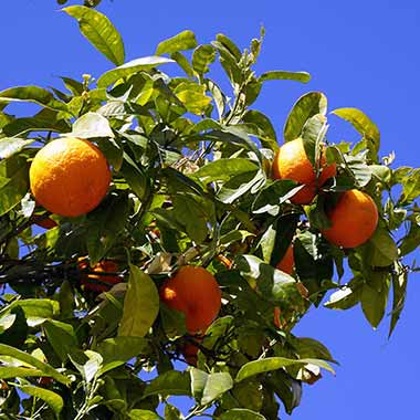invest in orange plantation