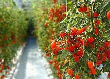 Invest in greenhouse tomatos