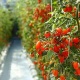 Invest in greenhouse tomatos