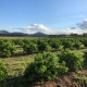 Paraguay Orange Plantation April 2019