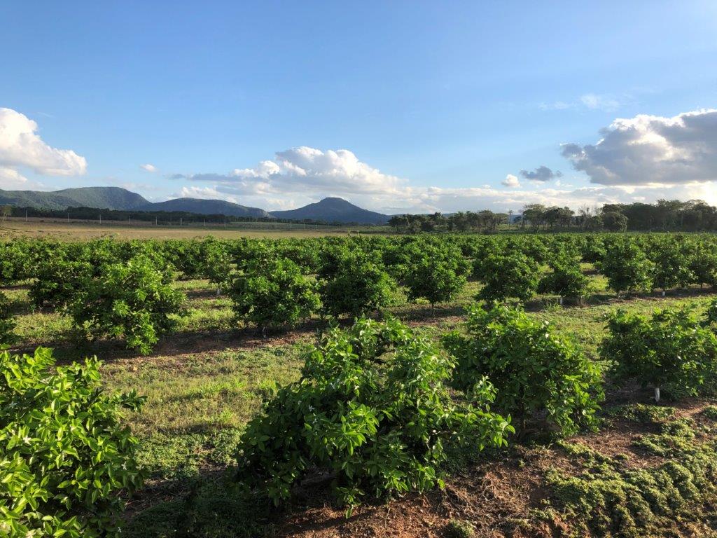 Paraguay Orange Plantation April 2019