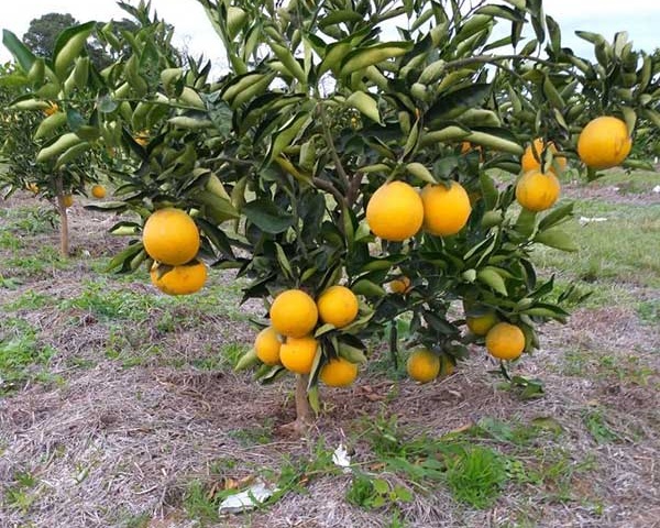PAGI orange plantation June 2019