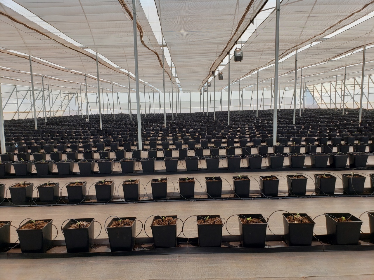 Tomato Saplings Growing in one of our Greenhouses