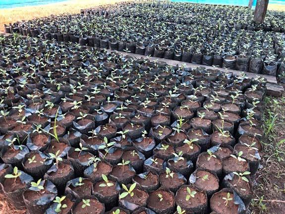 Saplings to be planted on the orange plantation