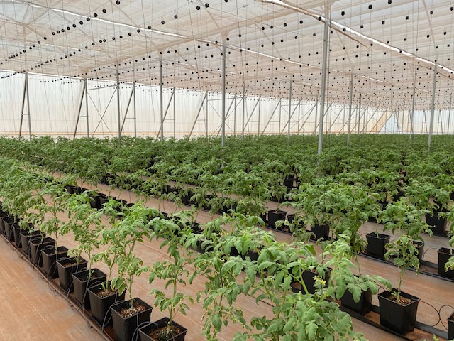 tomato plants growing in greenhouse