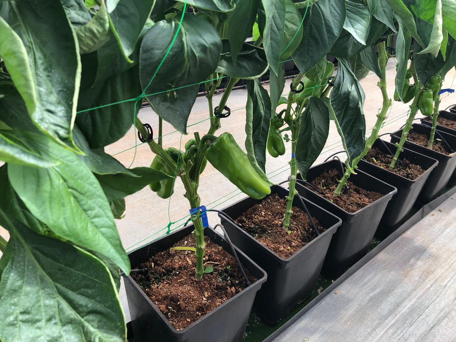 2 Month Old Pepper Plants