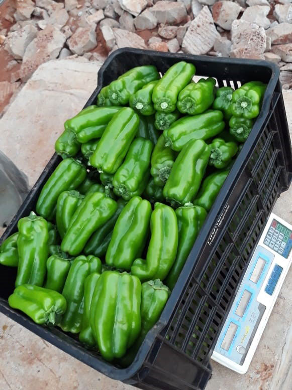 Harvested Greenhouse Green Peppers