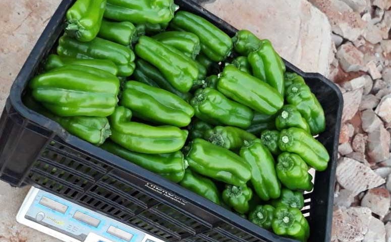 Harvested Greenhouse Green Peppers