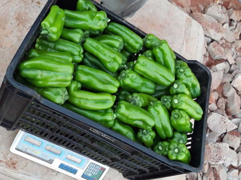 Harvested Green Peppers