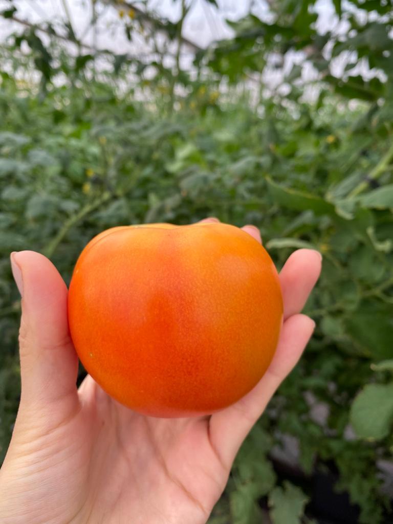 3 month old tomato from greenhouse