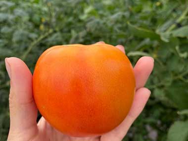 ripe greenhouse tomato 3 month old
