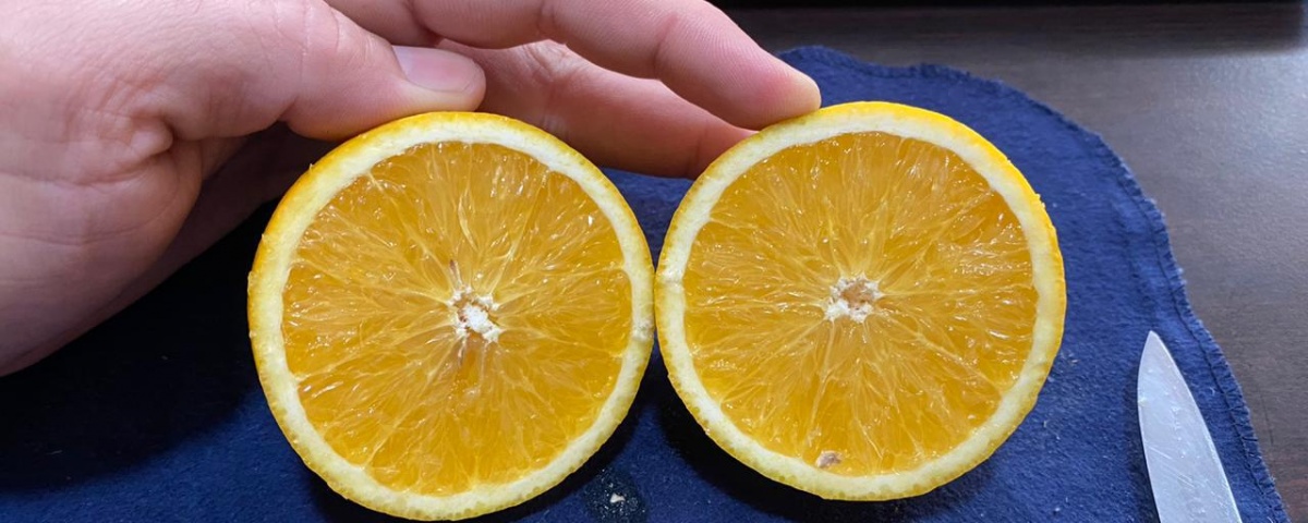 la colmena oranges harvest april 2020
