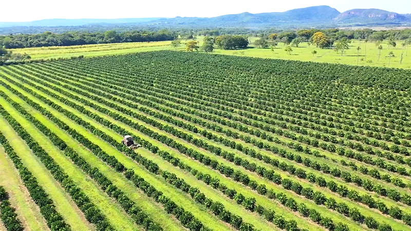 Drone Shot from Orange Trees Growing on our La Colmena Farm in Paraguay