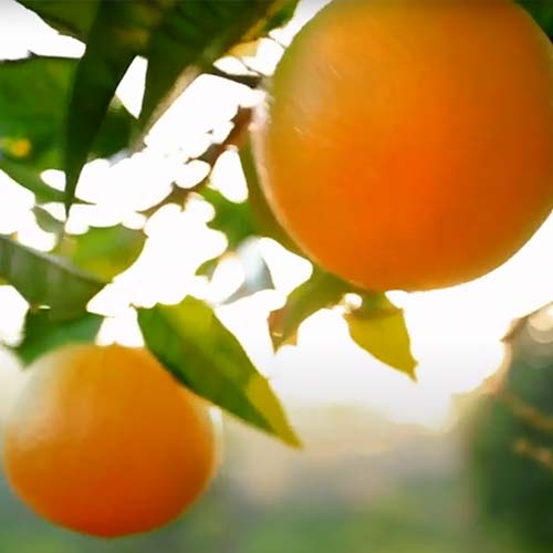 agri terra oranges