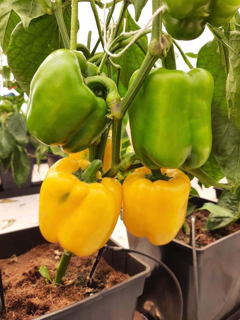 Greenhouse peppers Nueva Italia Paraguay