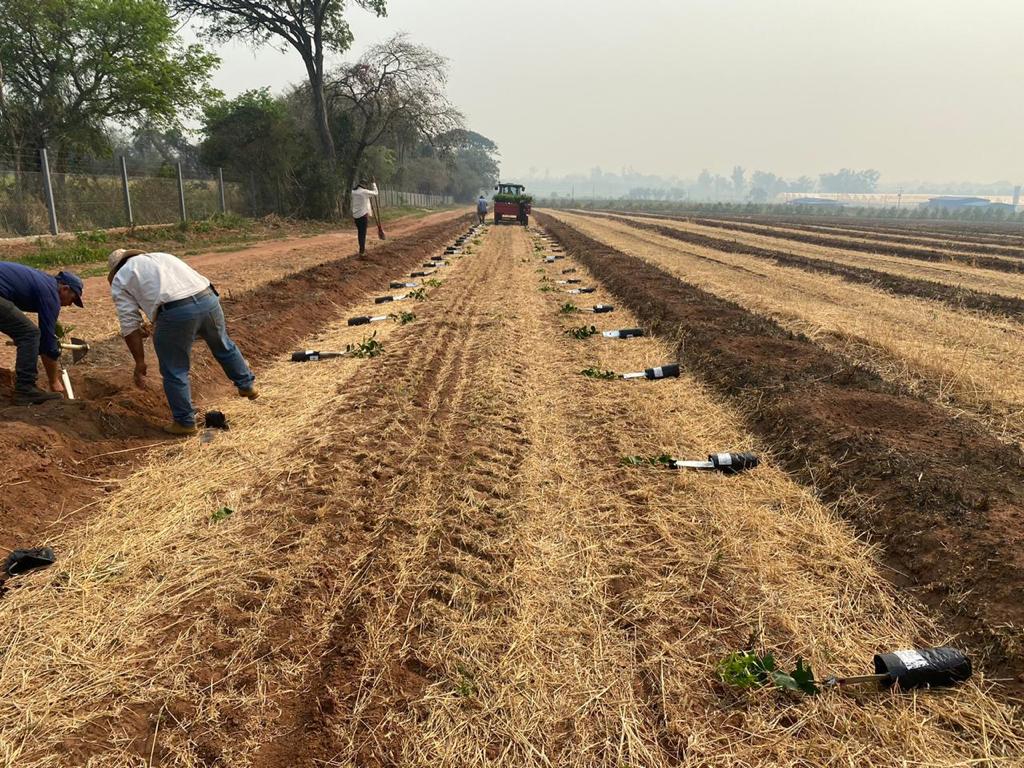 Orange saplings being planted on Nueva Italia farm in Paraguay