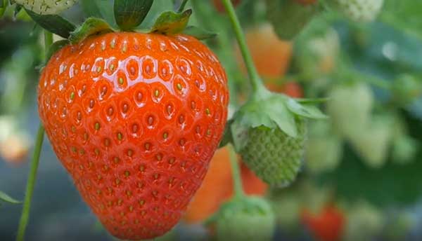 Strawberry Growing in Hydroponic Strawberry Greenhouse
