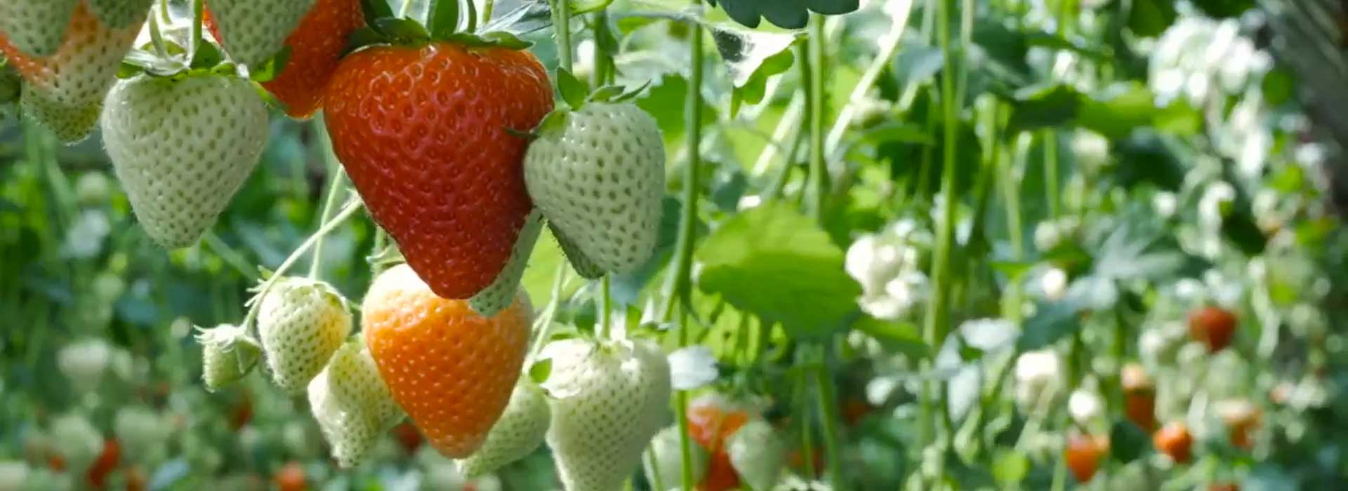 hydroponic strawberry greenhouse investment