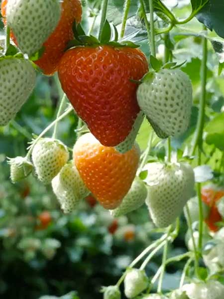 hydroponic strawberry greenhouse