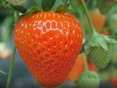 hydroponic greenhouse strawberry