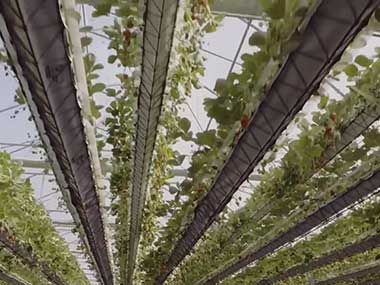 hydroponic strawberry greenhouse