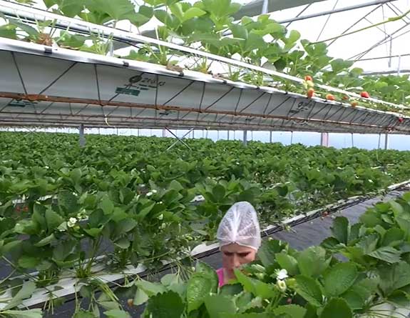 hydroponic strawberry greenhouse harvesting