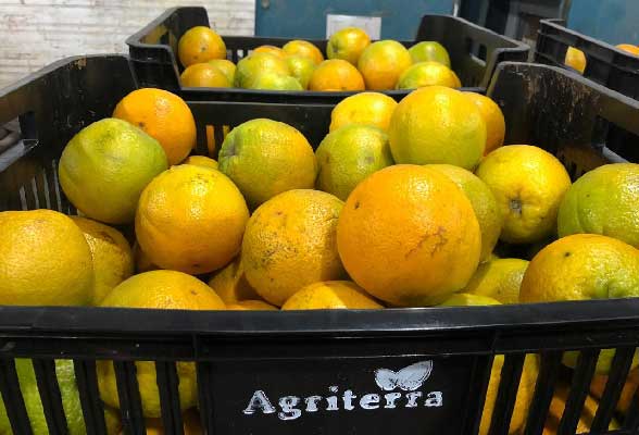 citrus wholesale distribution Paraguay