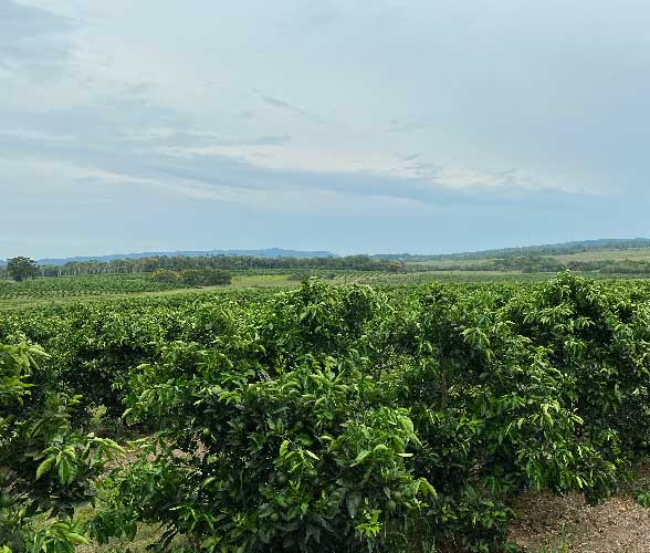 fvc citrus plantations