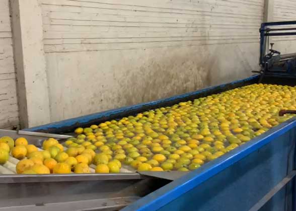 citrus processing center