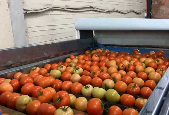 Greenhouse tomatoes processing