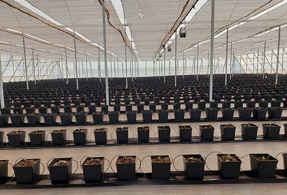 Vegetable greenhouse seedlings