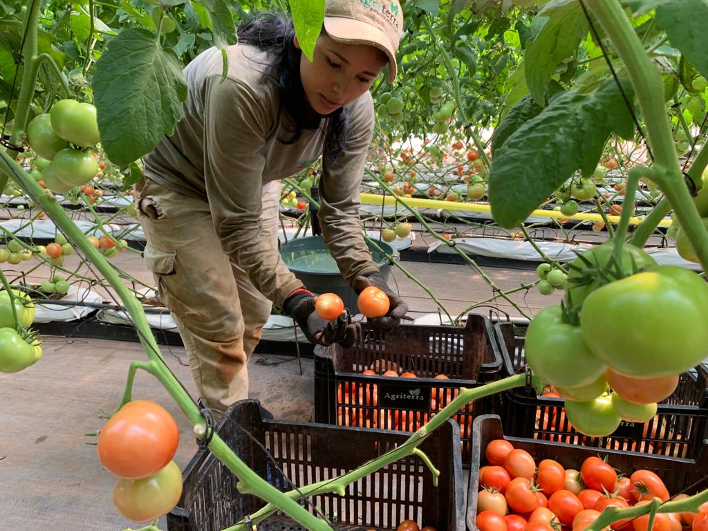 Greenhouse tomato harvesting Paraguay