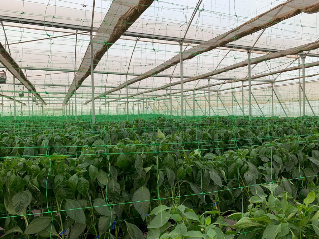 Vegetable greenhouse Paraguay