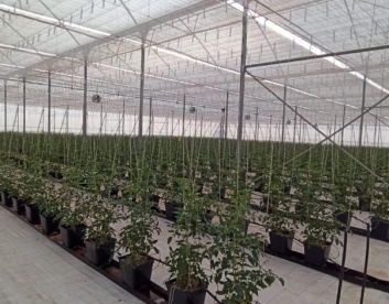 Vegetable greenhouses construction Paraguay