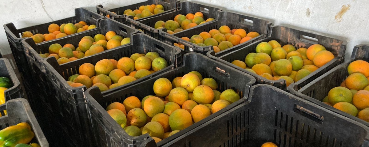 La Colmena orange plantation harvest june 2022
