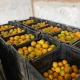 La Colmena orange plantation harvest june 2022