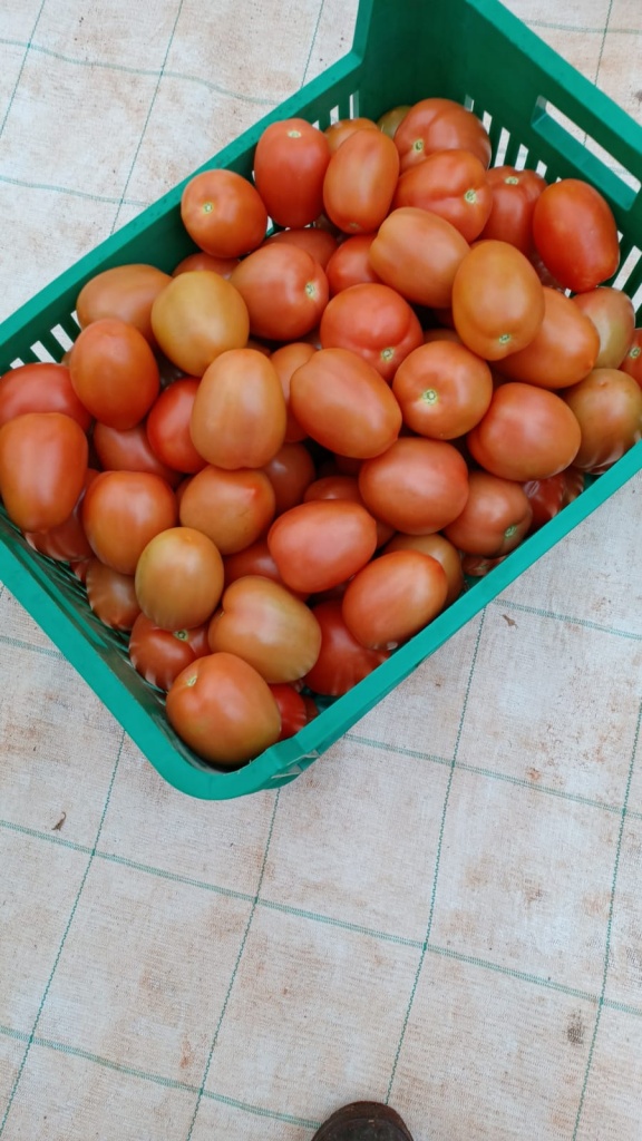 Harvested Tomatoes