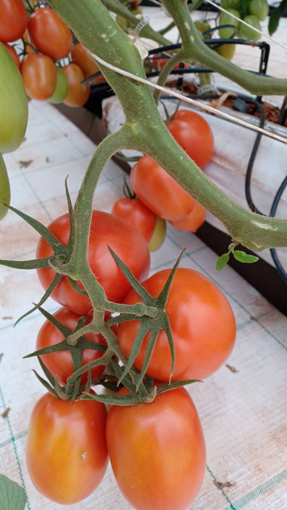 Greenhouse Tomatoes Ready for Havest
