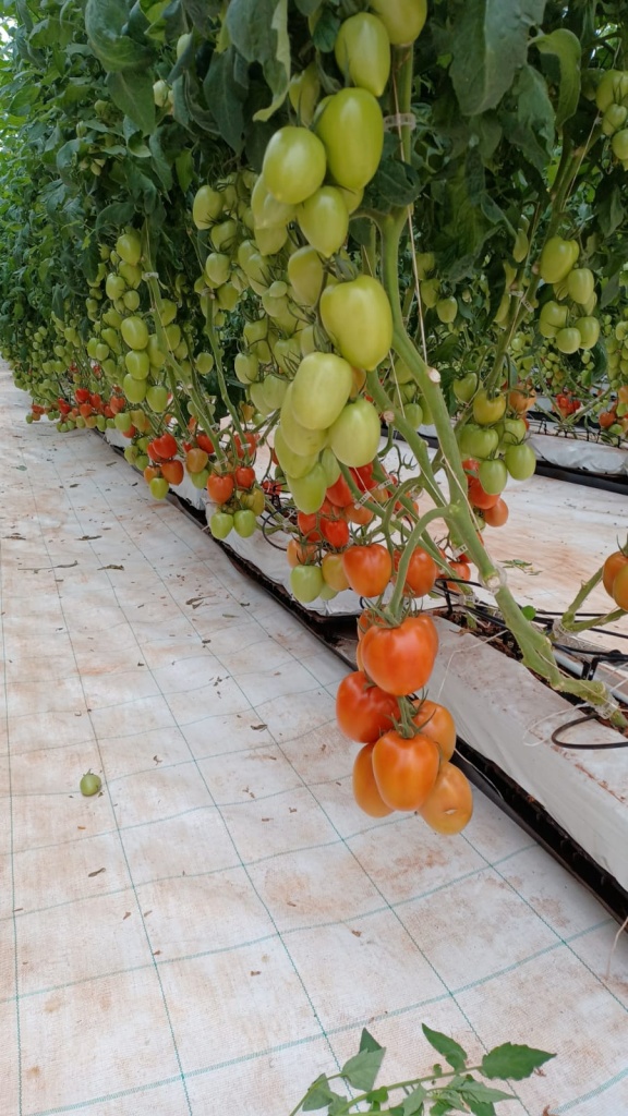 Greenhouse Tomatoes Ready for Havest